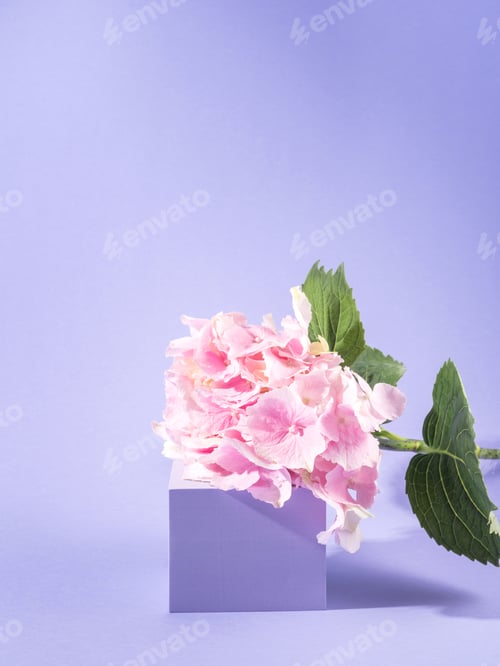 Preview: Spring summer floral podium scene on purple background with pink hortensia