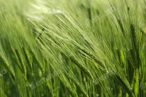 Preview: Wheat field