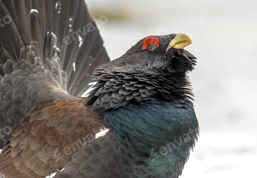 Preview: Portrait Western capercaillie wood grouse
