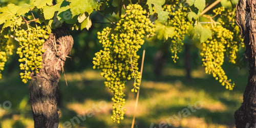 Preview: Extensive agriculture to maximize production of Wine