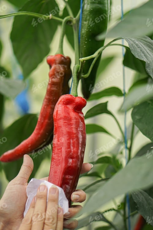 Preview: fresh sweet snack peppers paprika in the green house