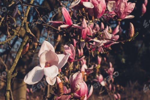 Preview: Magnolia flowers in bloom.