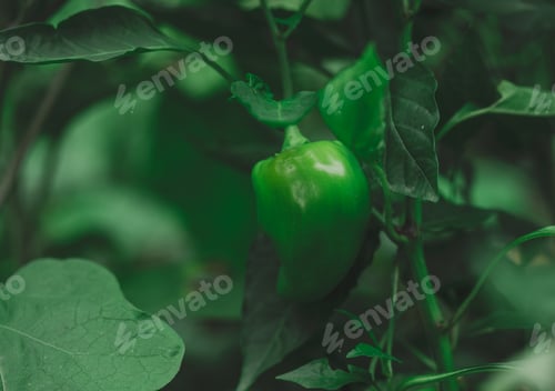 Preview: Green pepper fruit on a bush with leaves