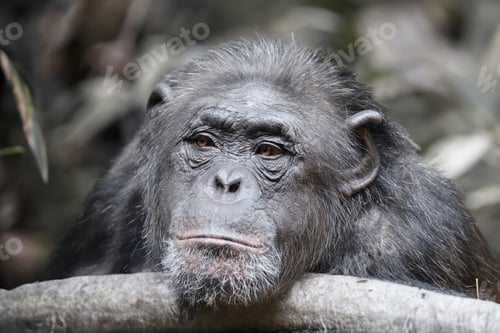Preview: Chimpanzee (Pan troglodytes) close up view