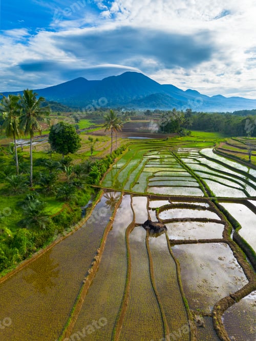 Preview: indonesia beauty landscape paddy fields in north bengkulu natural beautiful morning view from asia