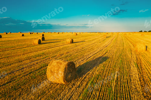 Preview: Aerial View Of Summer Hay Rolls Straw Field Landscape In Evening. Haystack, Hay Roll in Sunrise Time