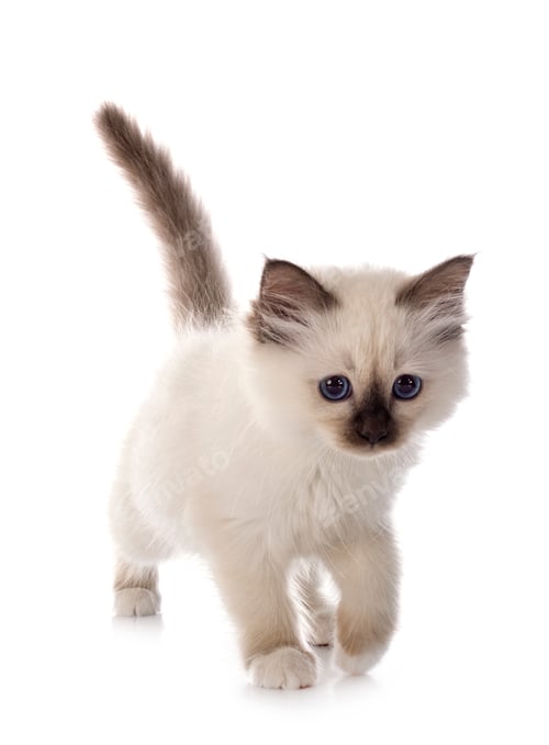 Preview: birman kitten in studio