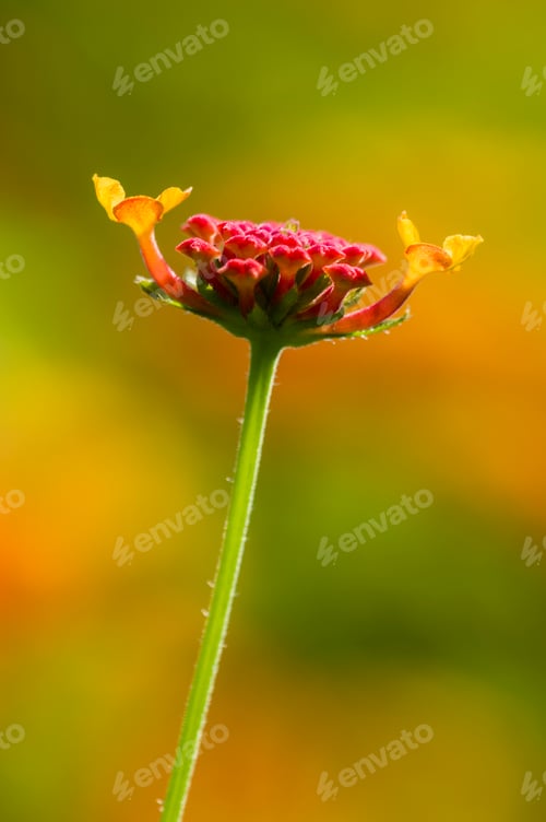 Preview: Detail of red Lantana flower buds