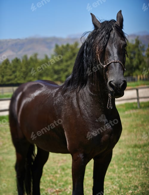 Preview: The best place for thoroughbred horses