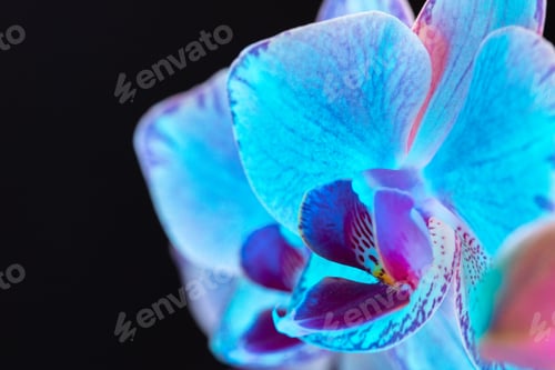 Preview: Branch of orchid flowers on dark background in neon light