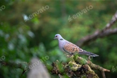 Preview: European turtle dove (Streptopelia turtur)