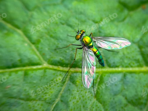 Preview: Long legged fly