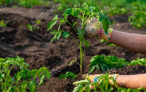 Preview: planting tomatoes in the garden. Selective focus.