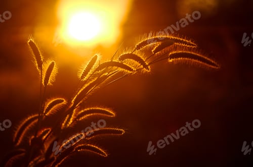 Preview: Fountain grass field at sunset