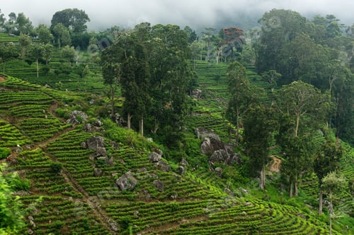 Preview: green tea plantations on the mountainside