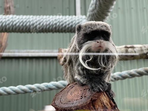 Preview: Emperor Tamarin