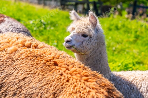 Preview: Alpaca Farm, a white alpaca bred free range for wool that is similar to sheep
