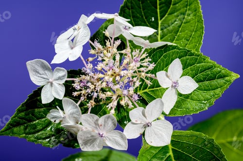 Preview: White hydrangea lanarth white on a blue background