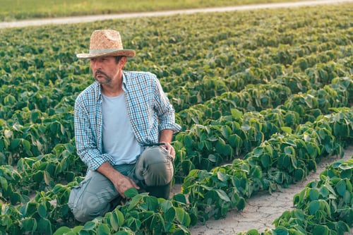 Preview: Portrait of male farmer squatting in cultivated soybean field