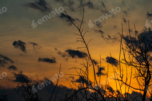 Preview: Tree branches