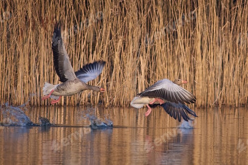 Preview: Greylag goose (Anser anser)