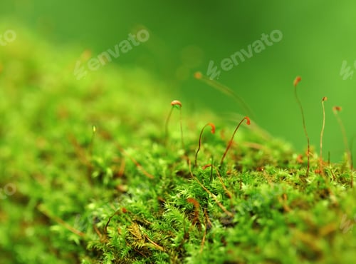 Preview: Moss