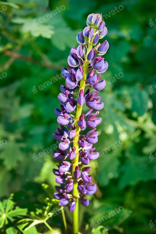 Preview: flowering lupine in spring, flower-candle, closeup