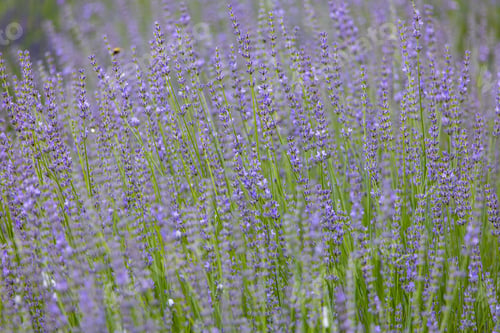 Preview: Lavender field in the Appalachian Mountains