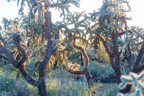 Preview: Cactuses in Arizona