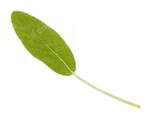 Preview: fresh leaf of sage (salvia officinalis) isolated