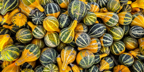 Preview: pumpkin fruit outdoor harvest different types pumpkin varieties food snack copy space food