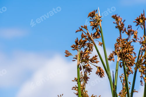 Preview: Close up of Tule reeds