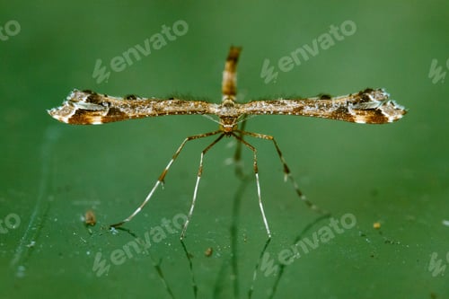 Preview: Macro of an insect on blurred green background