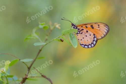 Preview: beautiful orange butterfly
