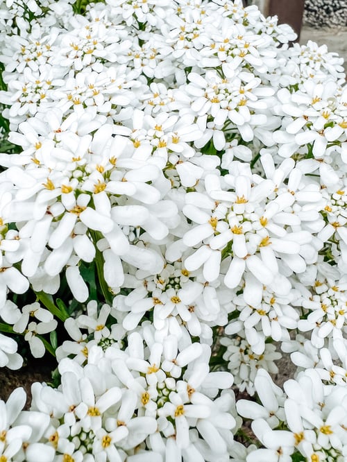 Preview: Flowers
