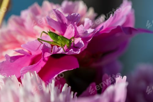 Preview: green grasshopper on pink peony flower close up