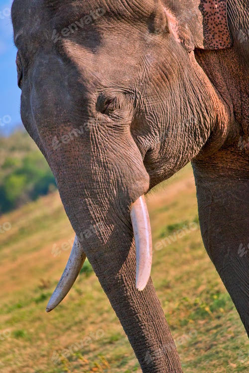 Preview: Sri Lankan Elephant, Wilpattu National Park, Sri Lanka