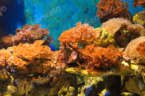 Preview: Coral underwater