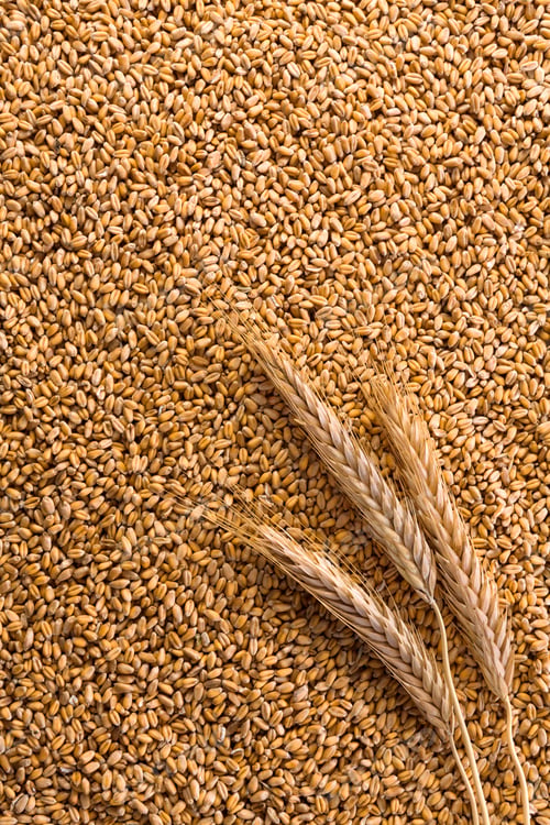 Preview: Processed organic wheat grains background