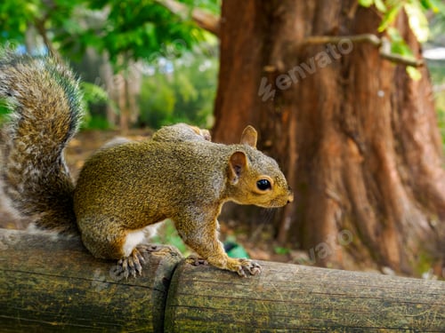 Preview: Autumn at Parco Sempione, Milan: a squirrel