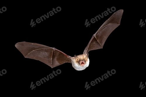 Preview: Flying Natterers bat isolated on black background