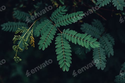 Preview: Dark green leaves nature background