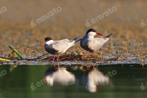 Preview: common terns