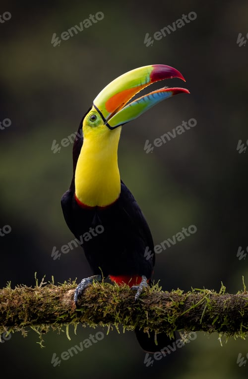 Preview: A Toucan in Costa Rica