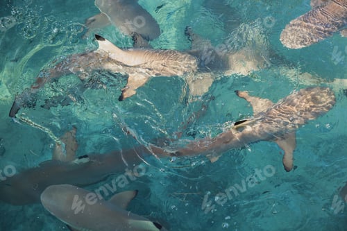 Preview: Group of shark