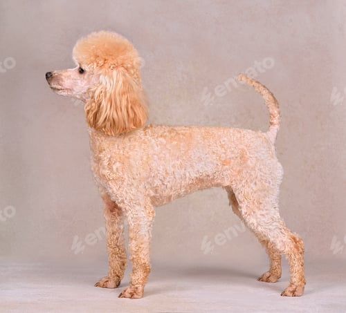 Preview: Standing miniature apricot poodle