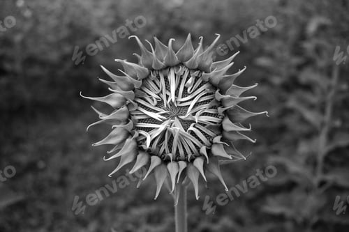 Preview: Close up of black & white sunflower on plant
