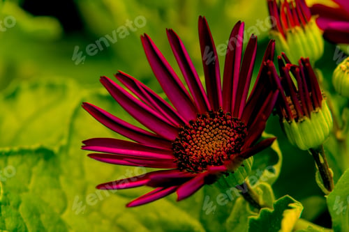 Preview: Closeup of beautiful pericallis cruenta flowers in a garden