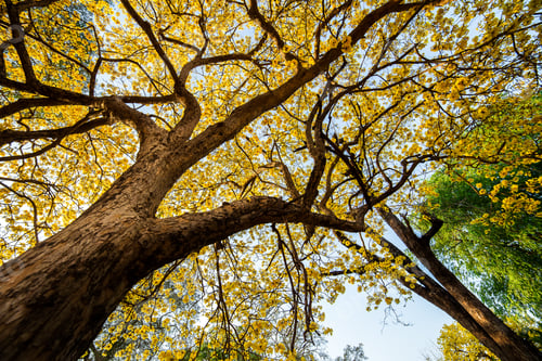 Preview: Autumn trees with yellow leaves in a forest or park