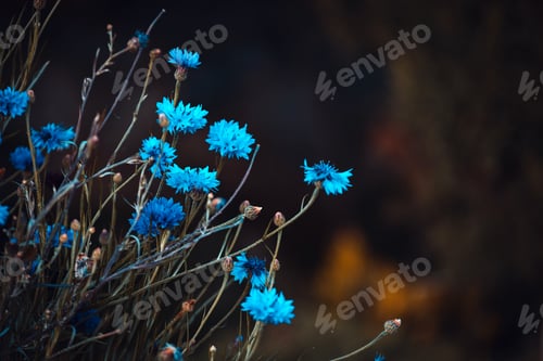Preview: colorful flowers in depth of field